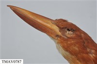 RuddyKingfisher Collection Image, Figure 6, Total 9 Figures